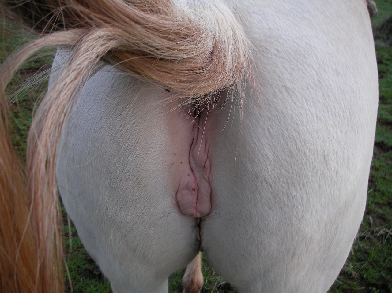 Goat sex pussy picture