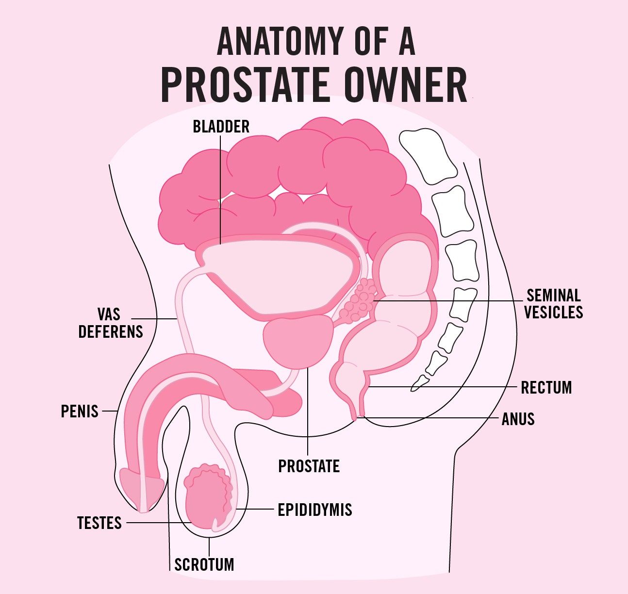 The B. reccomend Prostate self anal