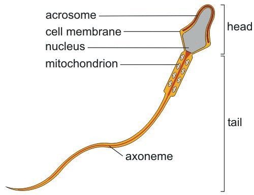 best of Sperm cell Parts of the