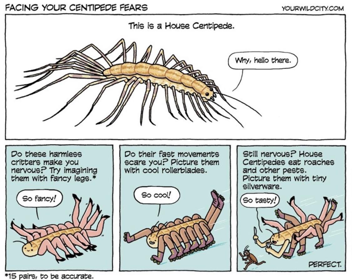 Scary centipede with hairy legs