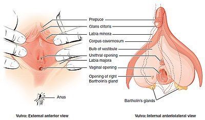 best of Anatomy illustration Clitoris