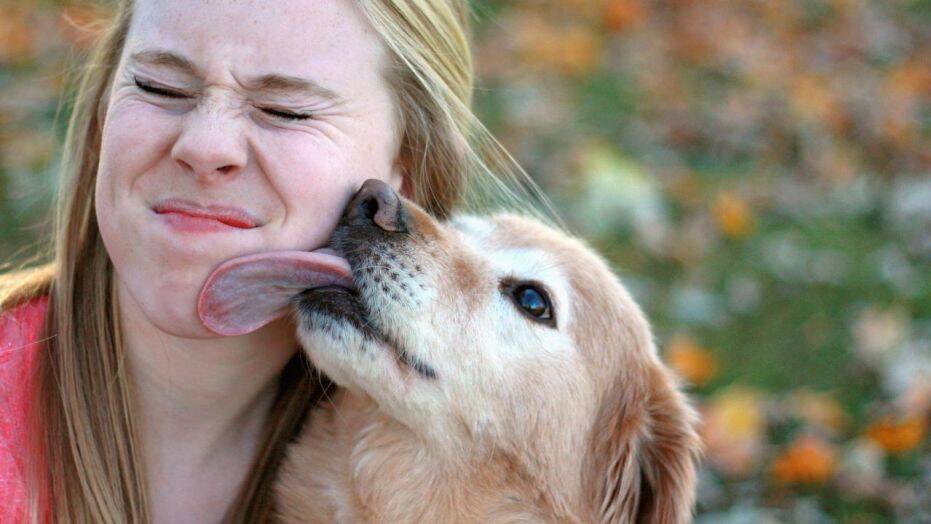 Canine lick gr