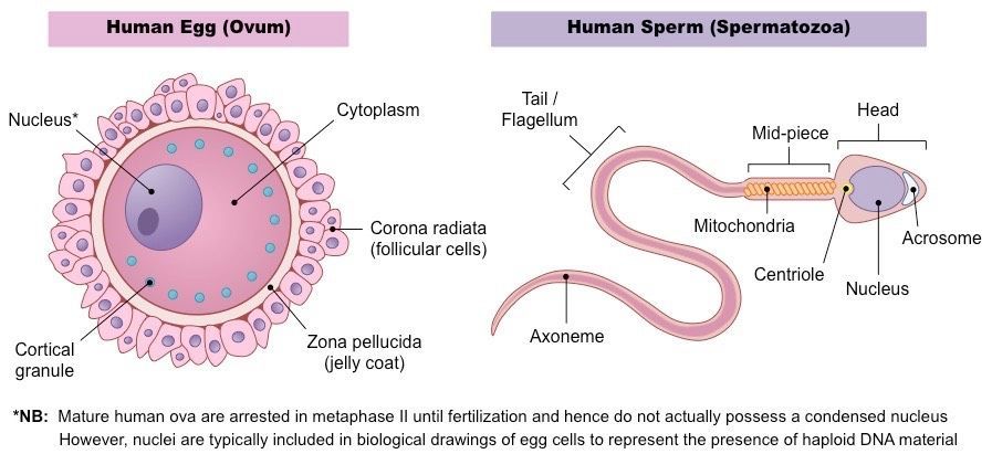 best of Of cell sperm Parts the