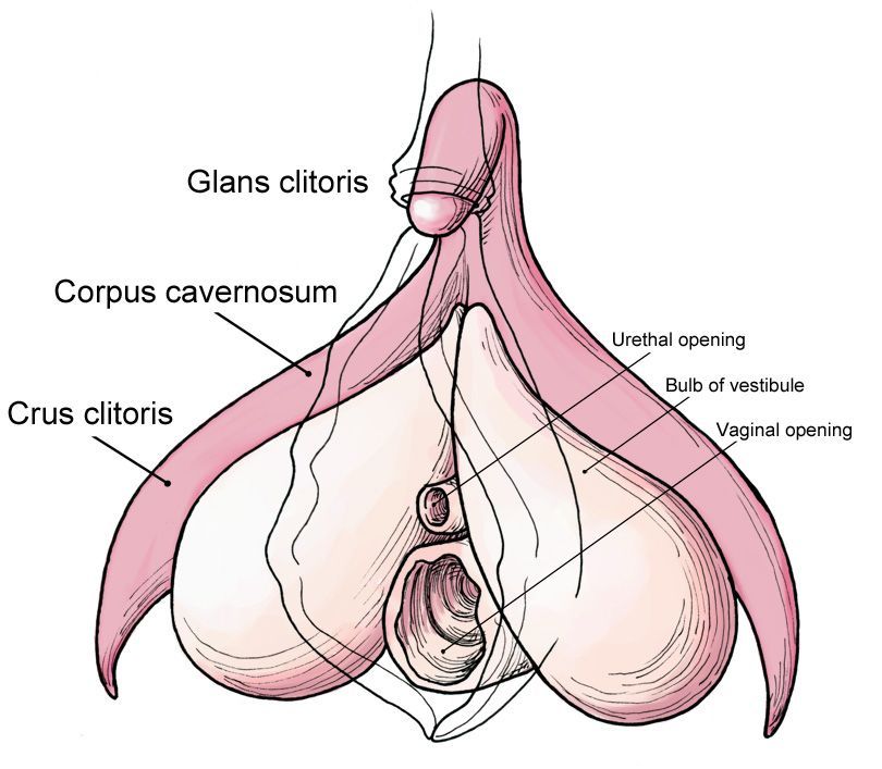 Thumbprint reccomend Clitoris anatomy illustration