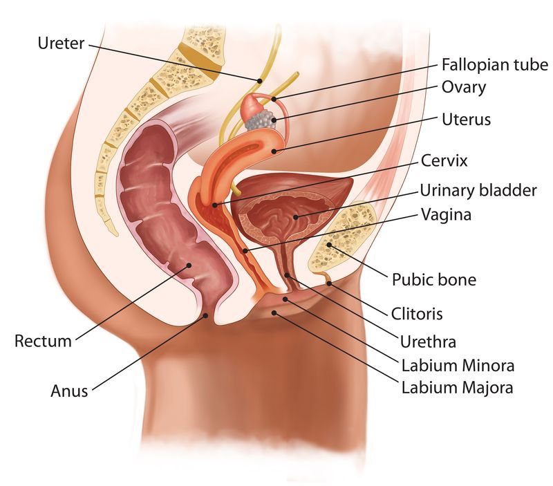 Muzzie reccomend anatomy illustration Clitoris