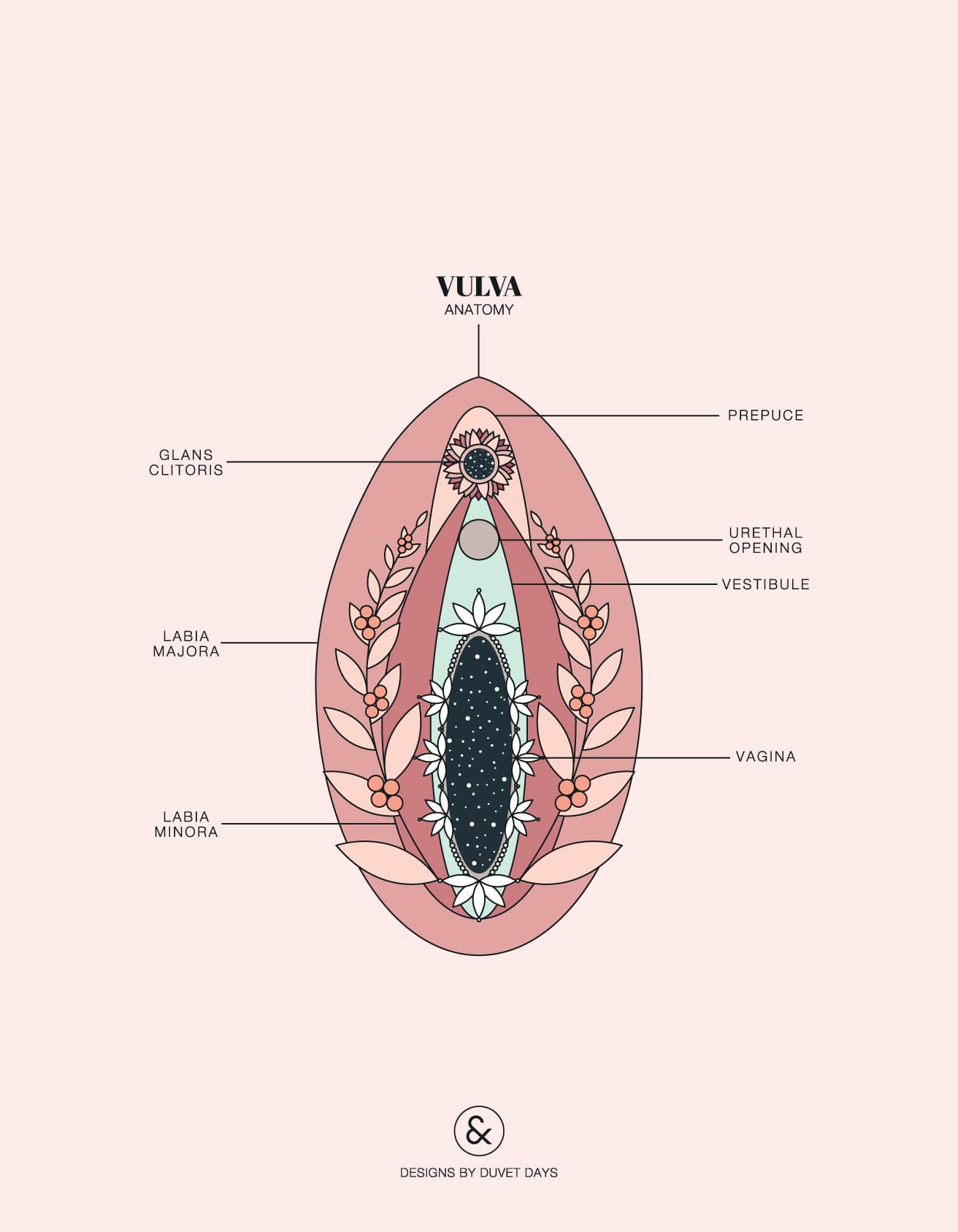 Clitoris anatomy illustration