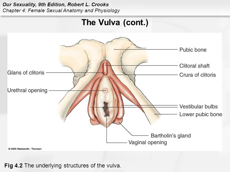 Earnie reccomend Clitoris anatomy illustration