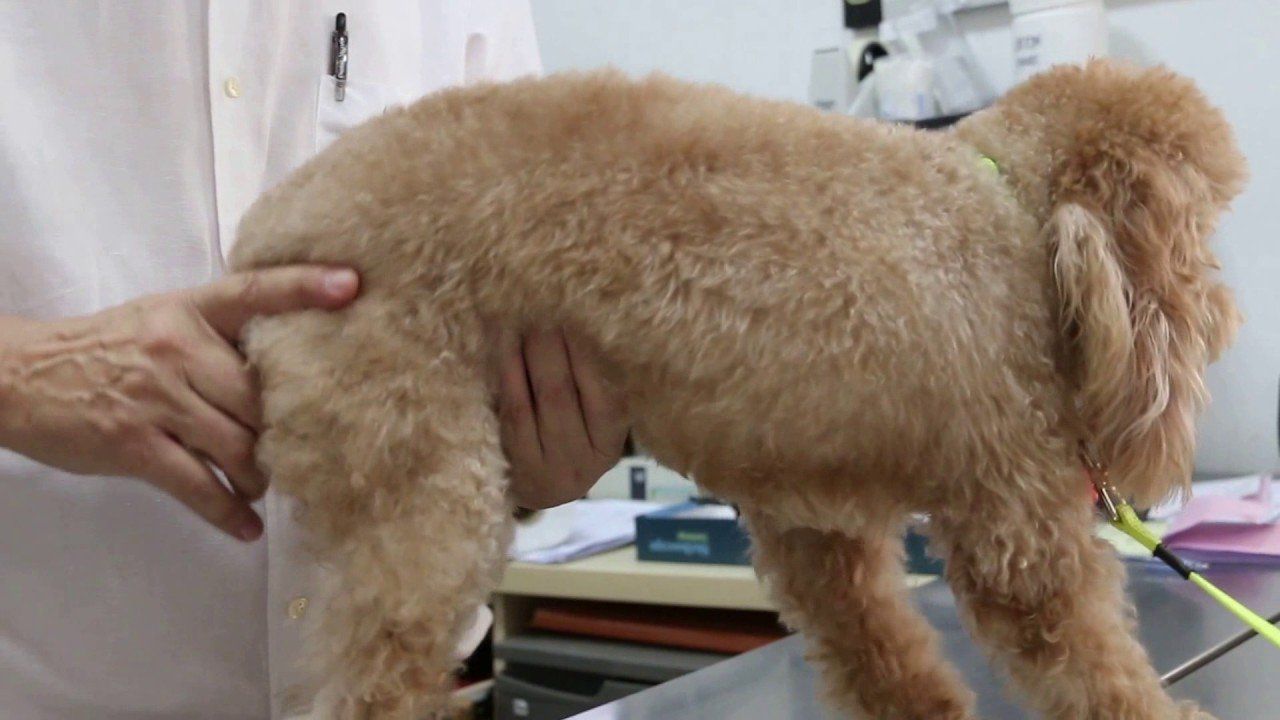 Nut reccomend glands Toy poodle anal