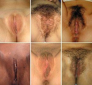 best of Y clitoris vaginas Porno