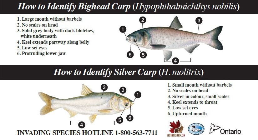 Cadillac reccomend carp illinois Asian found in
