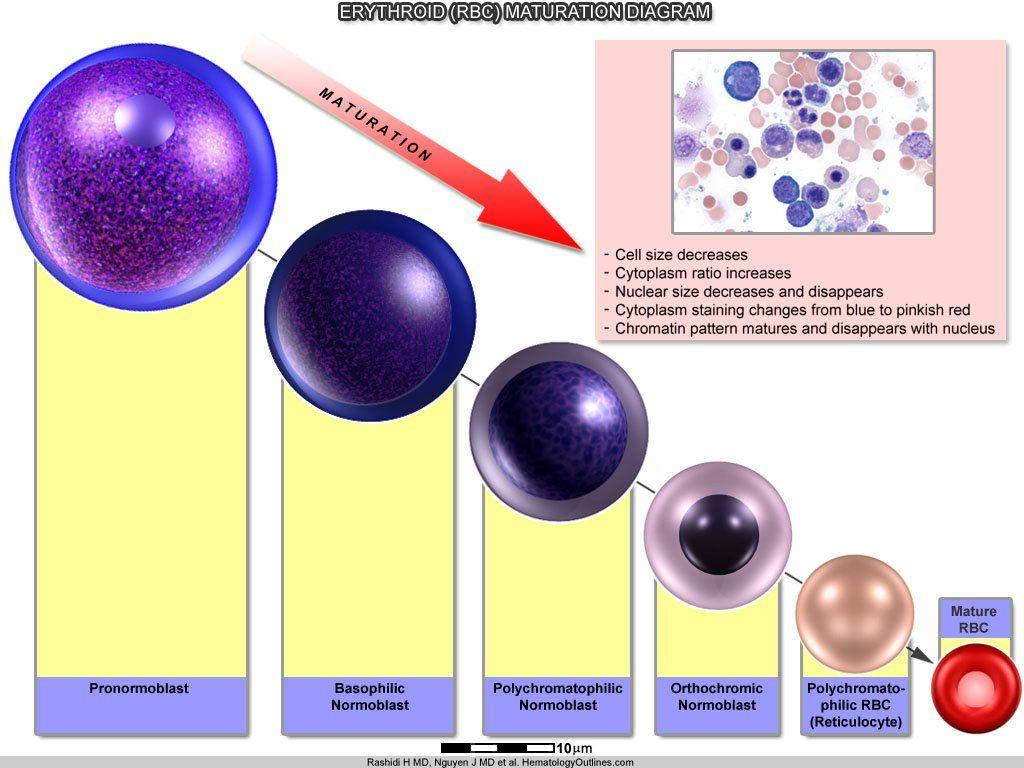 Radar reccomend Mature rbc cellular hemoglobin content
