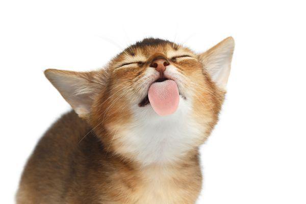 Why do cats lick thei