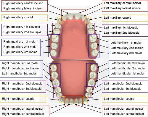 Adult teeth position chart