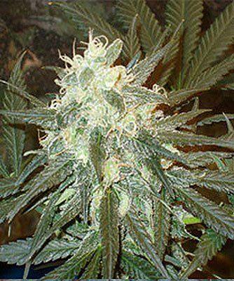 Blue B. reccomend Feminized marijuana seeds suck