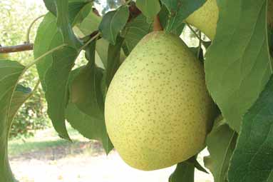Asian pear tree varieties