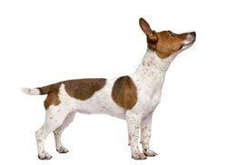 Neck size adult jack russell
