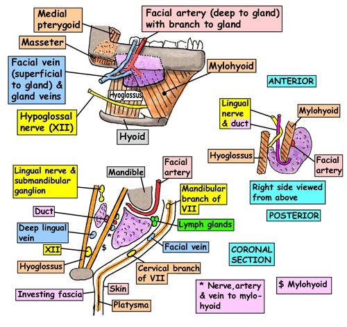 Anatomy facial glands