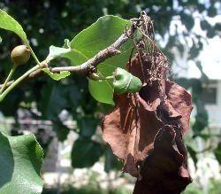 Short-Fuse reccomend Asian pear tree disease