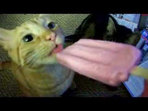Cat lick asian