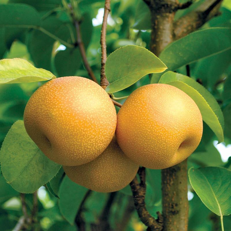 Dingo reccomend Asian pear tree varieties