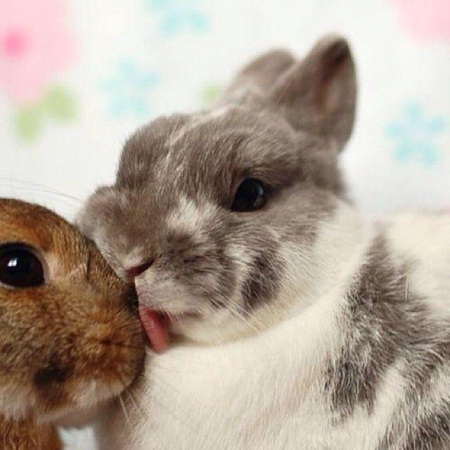 Why do rabbits lick me