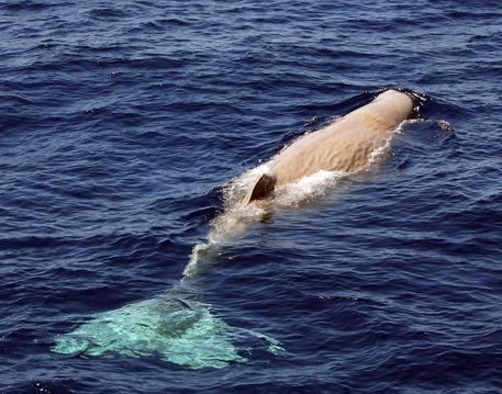 best of Whale white Sperm