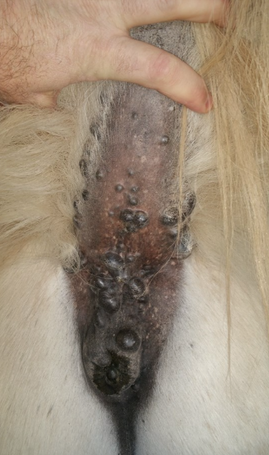 Hard white spot near anus