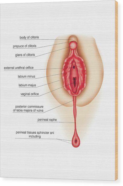 Clitoris and pictures