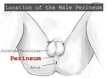 Amphibian reccomend Masturbation on perineum