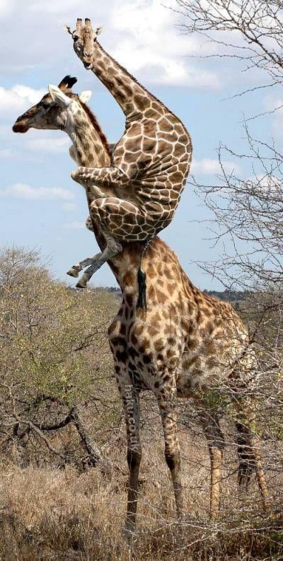 best of Giraffe off Woman jerk