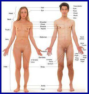 Female body sex position