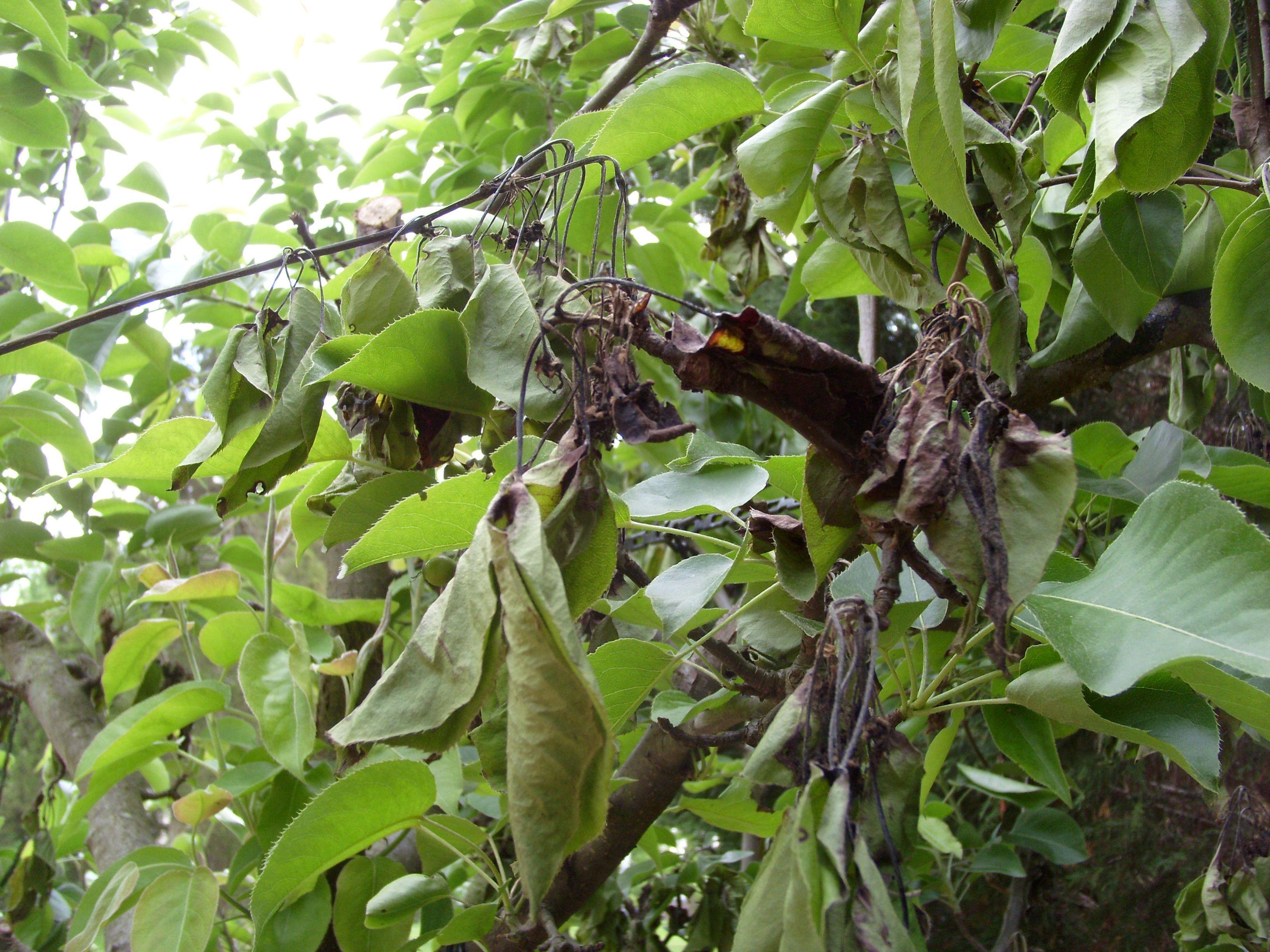 best of Disease tree Asian pear