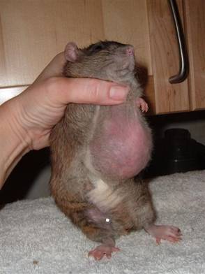 Rats anus swollen