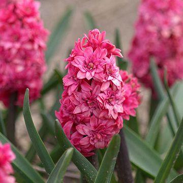 best of Red width Hyacinthus mature