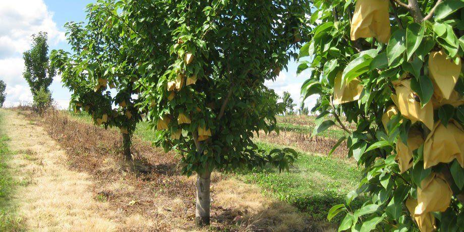 best of Pear tree varieties Asian