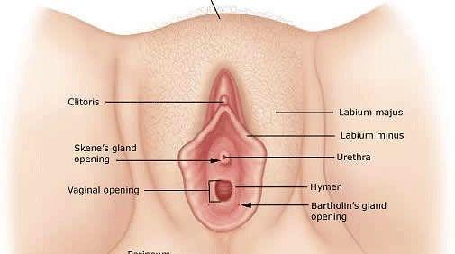 Snappie reccomend Recovery labiaplasty clitoris swollen