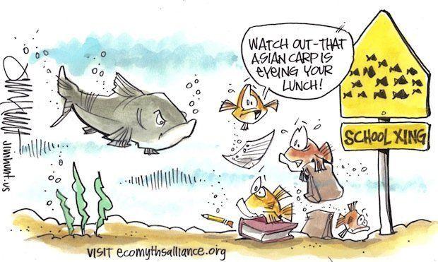 Asian carp threat