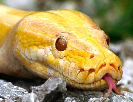 Burmese python facial pit