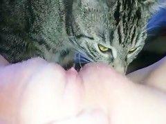 Cat lick cunt