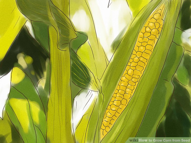 Corn mature from seed