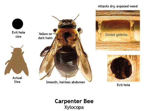 Carpenter bee wood penetrate inject treatment