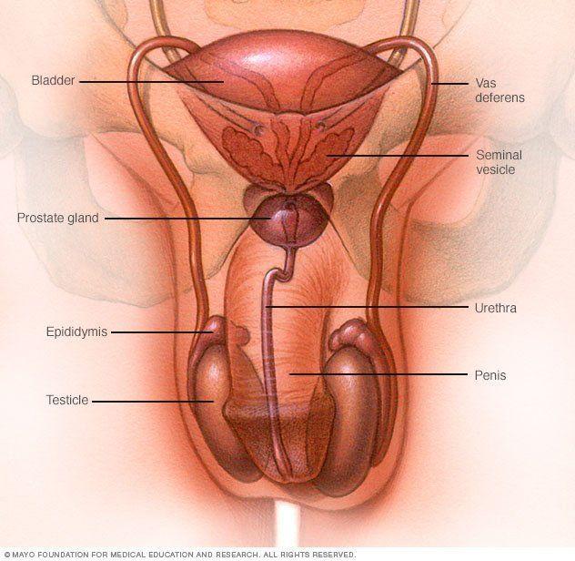 best of Sex fertility ejaculation damage Sperm
