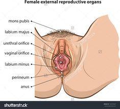 best of Sex organ External
