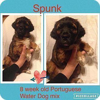Portuguese for spunk