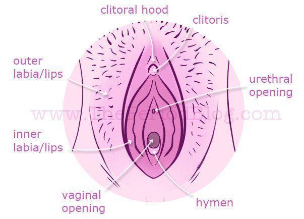 D-Day reccomend How deep in the vagina is the hymen