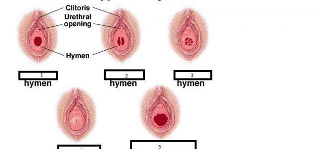 Turtle reccomend How deep in the vagina is the hymen