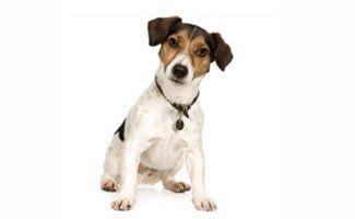 Count reccomend Neck size adult jack russell