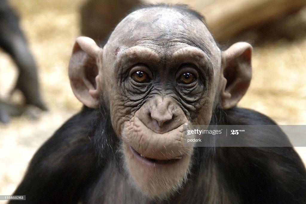 best of Ape Pretty shaved
