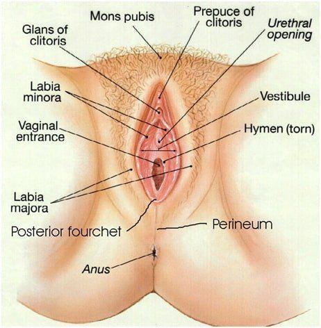 best of Vagina See penis corona enter