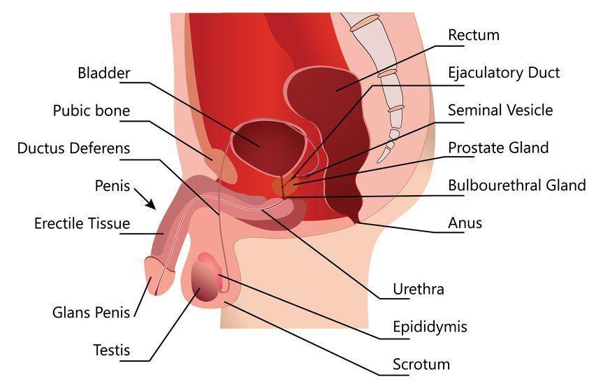 See penis corona enter vagina